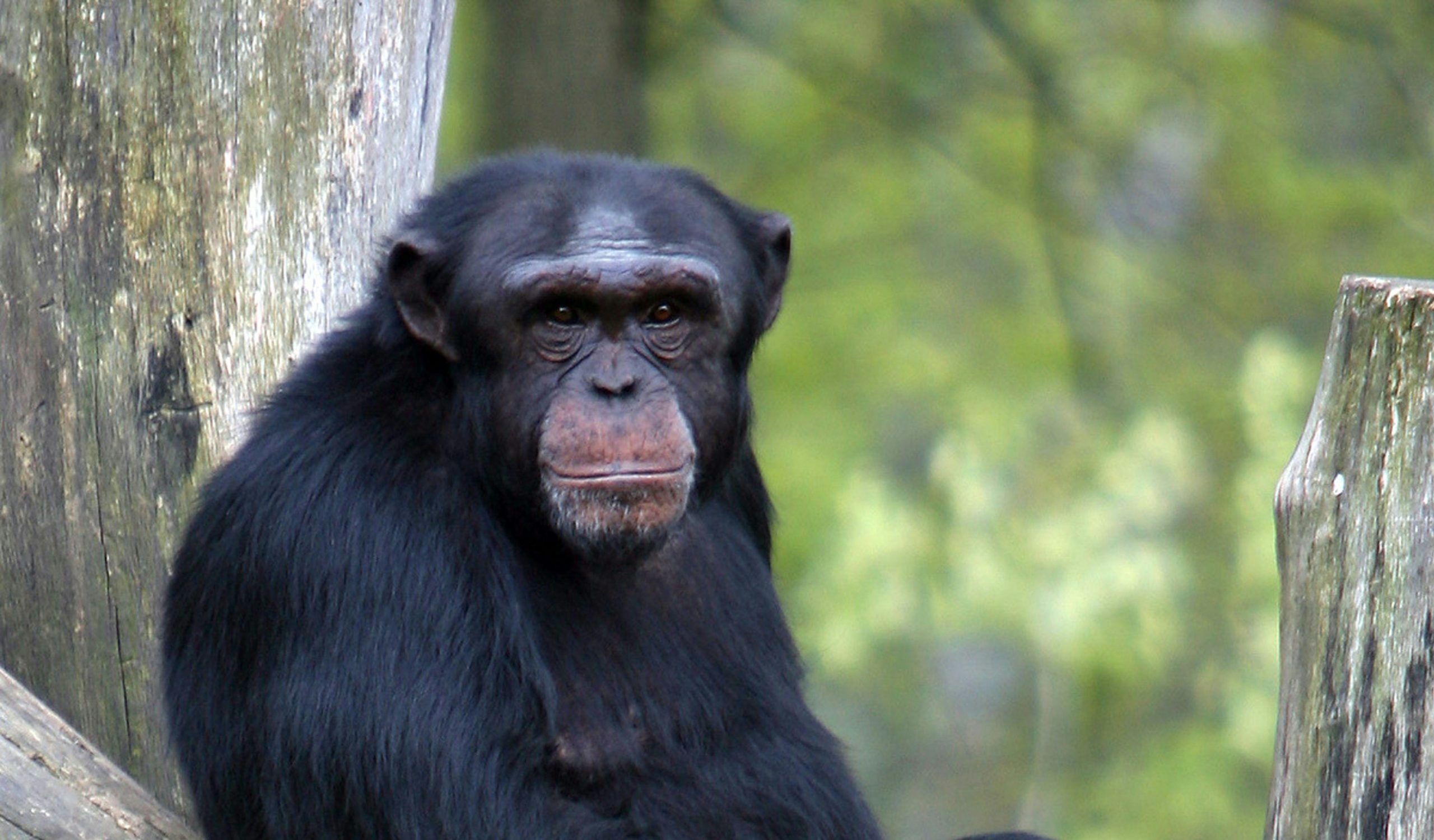 Collaborative NeST project reveals unseen social behaviour in chimpanzees Cover image